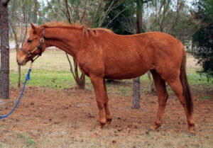 Classic Question - 2007 TB mare