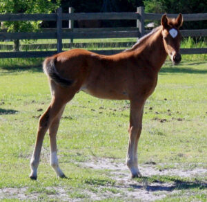 Ace of Spades - 2012 3/4 TB colt by Artrageous