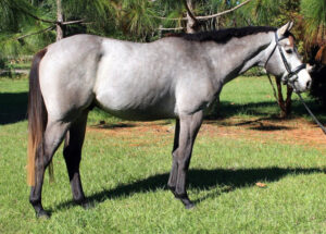QuickGoldBucks - 2005 TB gelding
