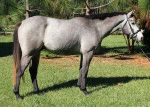 QuickGoldBucks - 2005 TB gelding