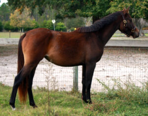 Stormy Art - 2009 filly (Artrageous x Cynthia's Field)
