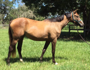 T'Art N Sweet - 2014 Thoroughbred Filly