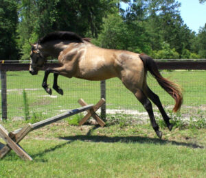 GoldenWing - 2008 TB gelding
