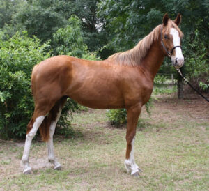"Out of Gold" - 2018 Thoroughbred gelding