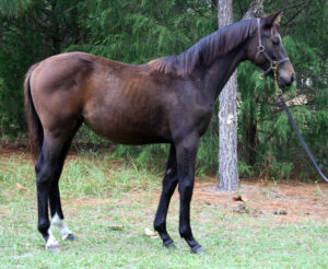 ArtysCalendarGirl - 2011 filly (Artrageous x Cynthia's Field)