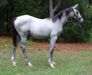 Luminart - 2011 filly (Artrageous x Rebuy)
