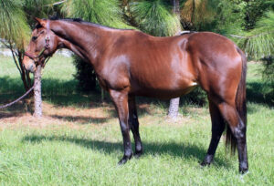 Expensive Chick - 2006 TB filly