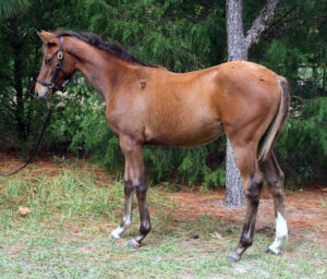 Art's Little Flirt - 2011 filly (Artrageous x Sierra Little)