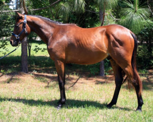 Strut - 2009 3/4TB 1/4QH gelding