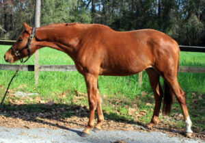 Artangel - 2015 TB filly