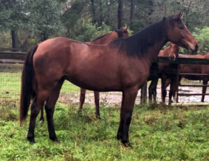 Art I Classie - 2015 TB filly