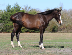 Puchi's Knight - 2015 Thoroughbred gelding