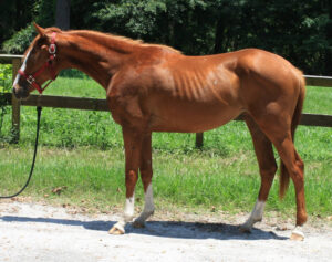 Artangel - 2015 TB filly