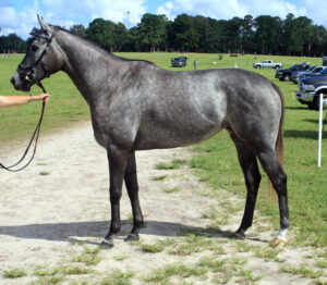 "Lovely Livia" - 2014 Thoroughbred mare
