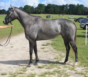 "Lovely Livia" - 2014 Thoroughbred mare