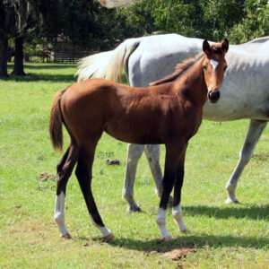 Heartragous - 2012 filly (Artrageous x Rebuy)