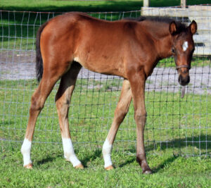 Artemis Star - 2012 filly (Artrageous x OutoftheClub)