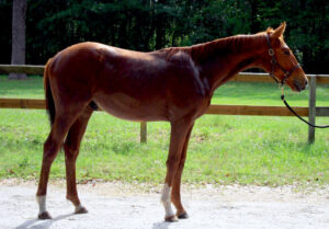 Keane Art - 2016 Thoroughbred colt