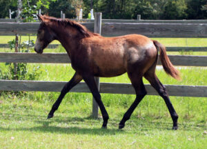 Sassy - 2012 7/8 TB 1/8 QH filly