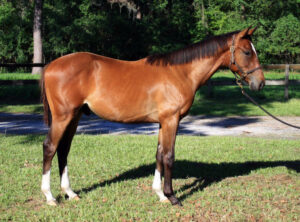 Cash For Art - 2016 Thoroughbred colt