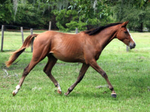 ArtToBeARoxStar - 2010 filly (Artrageous x Rox)