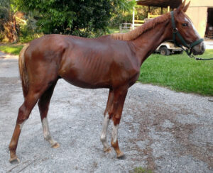 Artrageous Bling - 2012 colt (Artrageous x Rox)