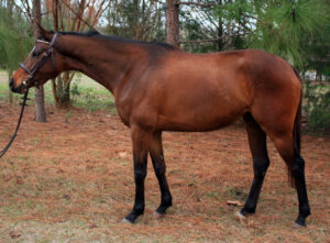 Impish Expression - 2008 mare (Artrageous x Royal Bob)