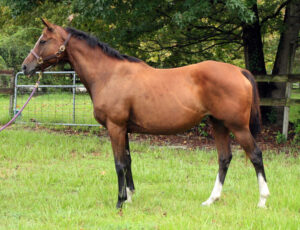Indelibull Rose - 2000 TB mare