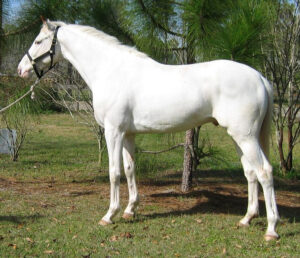 All Glory to God - 2003 TB Stallion