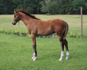 Art I Rich - 2017 Thoroughbred colt