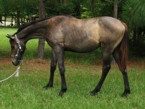 ArtToBeADiva - 2009 filly (Artrageous x Rebuy)