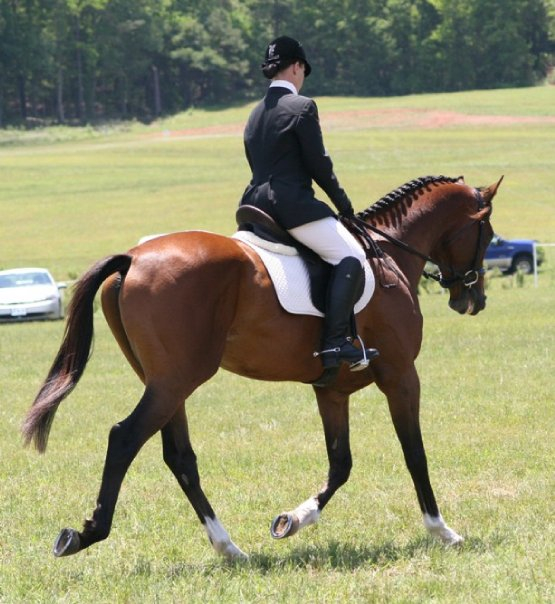Artrageous - Thoroughbred Stallion- Fox Haven Farm, Inc.