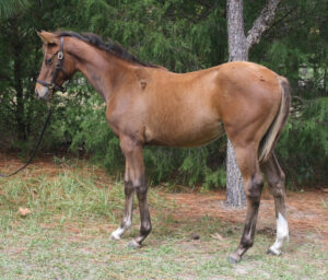 Art's Little Flirt - 2011 filly (Artrageous x Sierra Little)