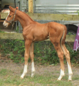 Art's Night Out - 2014 colt (Artrageous x OutoftheClub)