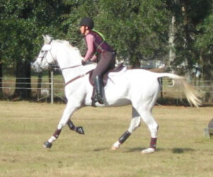 Australian for Beer - 1993 Anglo-arab gelding