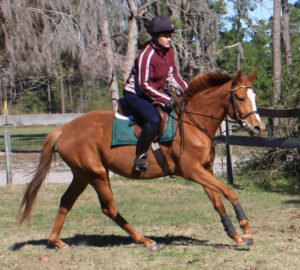 Bonjour Madame - 2008 TB mare