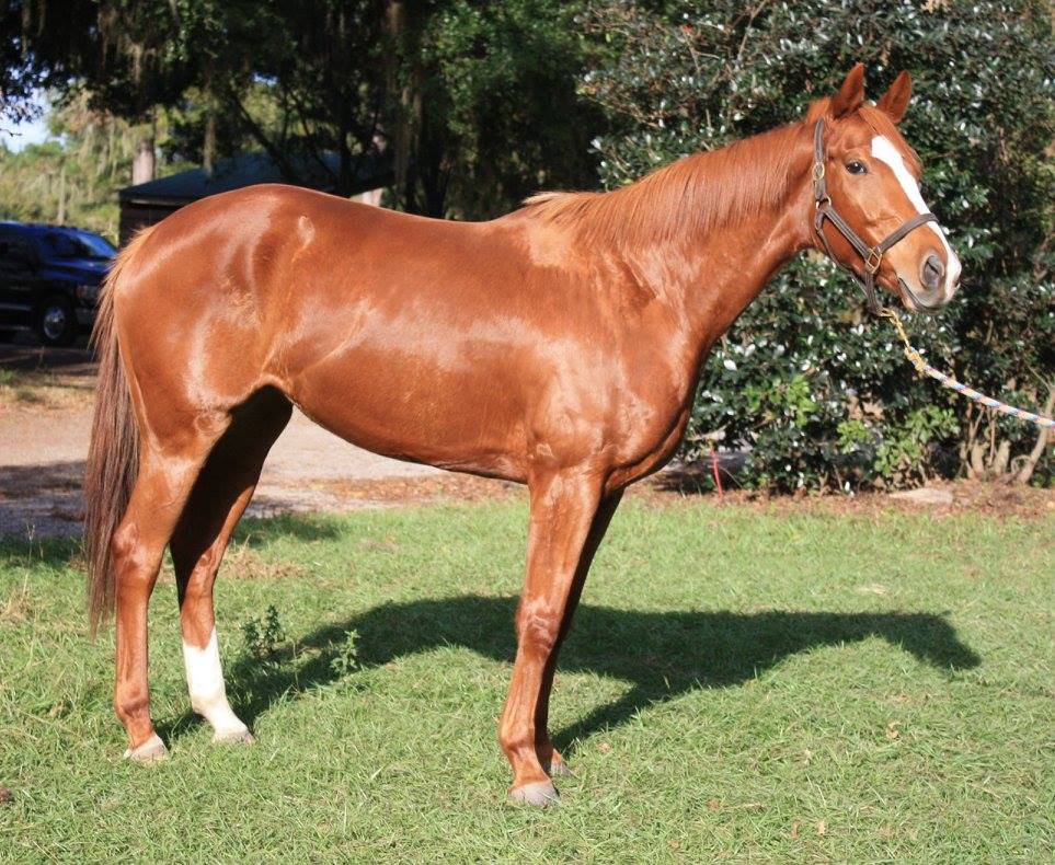 Champagne Clowie - Thoroughbred Mare - Fox Haven Farm