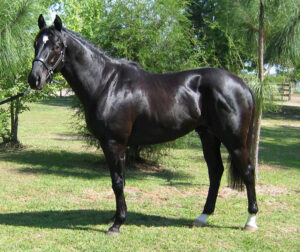 Creator - 2004 TB gelding