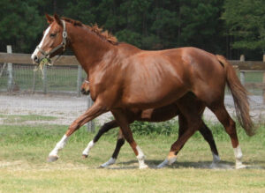 Cynthia's Field - 2000 TB mare