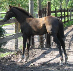 Expensive Orchid - 2006 TB filly