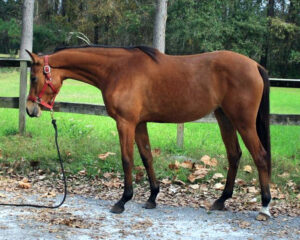 FHF Art to be Pfun - 2016 Anglo-Arab filly