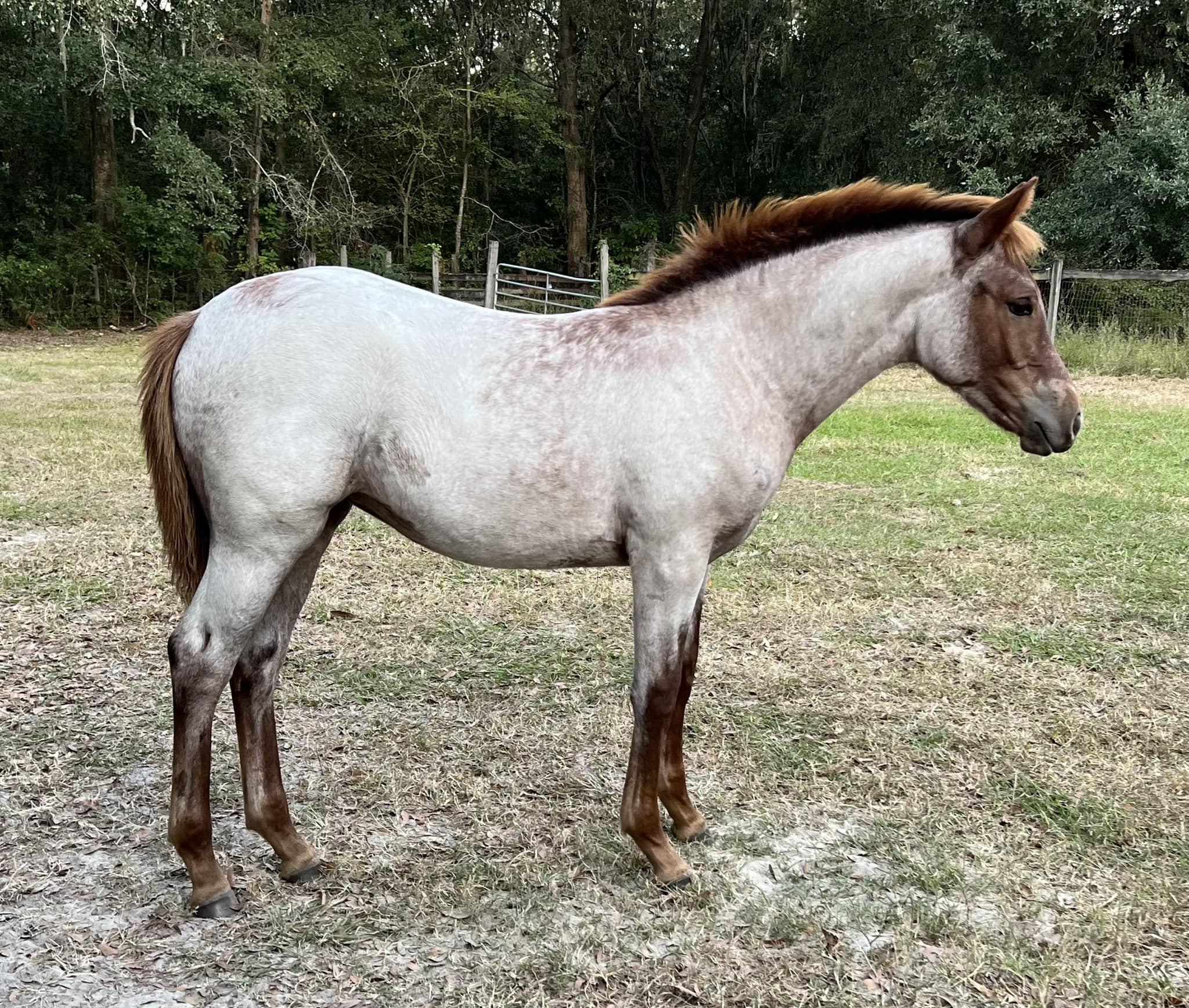 FHF Champagne Davina is bred for eventing