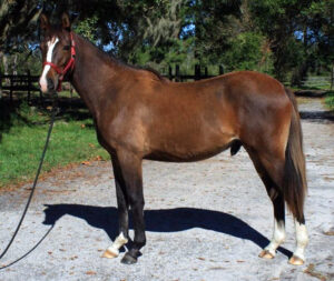 FHF Irish Art - 2017 Connemara/Thoroughbred Colt