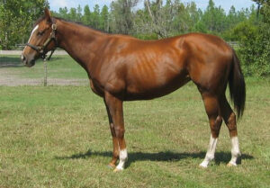 Foxy Dixie - 2001 TB mare