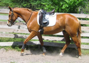 Frolic'sSwiftChick - 2004 TB mare