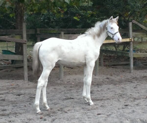Indelibull Mystique - 2013 TB colt