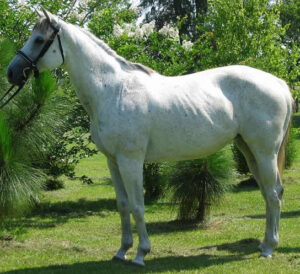 LadyFoLady - 1994 TB mare