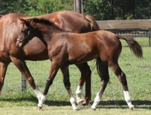 My Art's Delight - 2008 filly (Artrageous x Cynthia's Field)