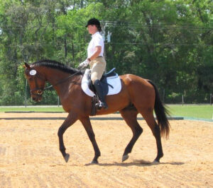 Ollie - 2003 TB gelding