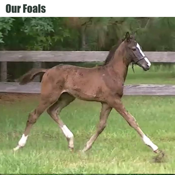Our Foals